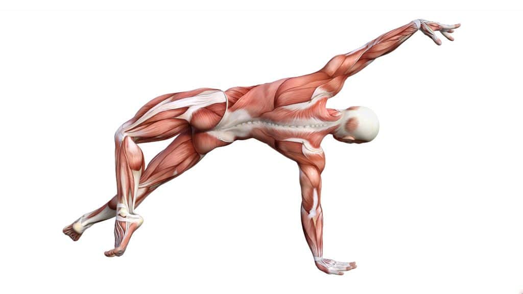 Anatomie_2k_web-1024×577