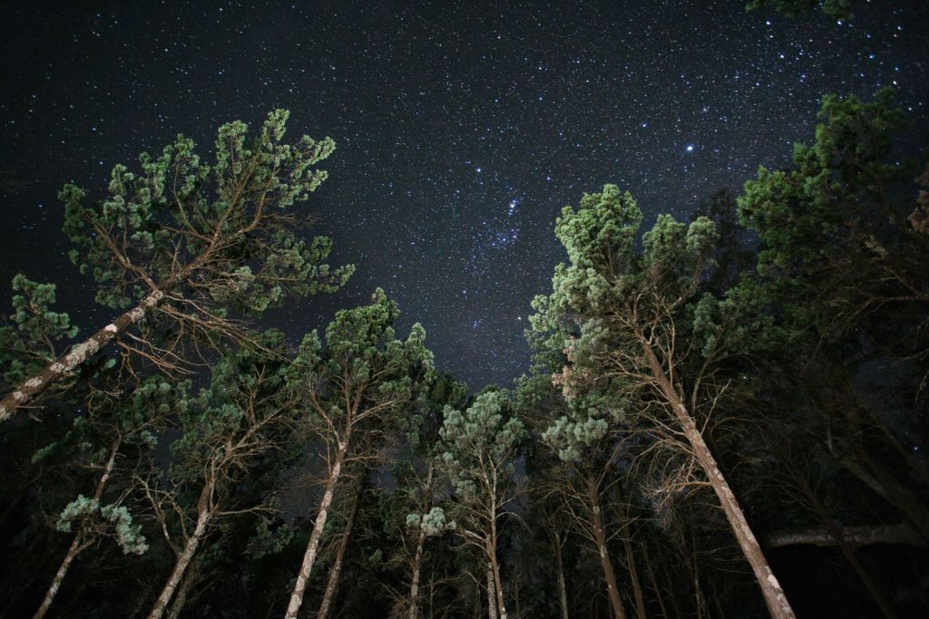 winterwald AdobeStock 368280243