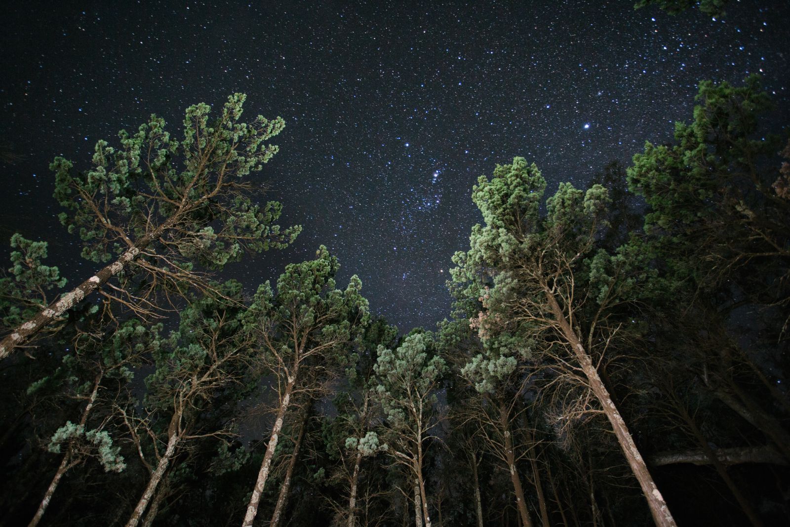 winterwald AdobeStock 368280243